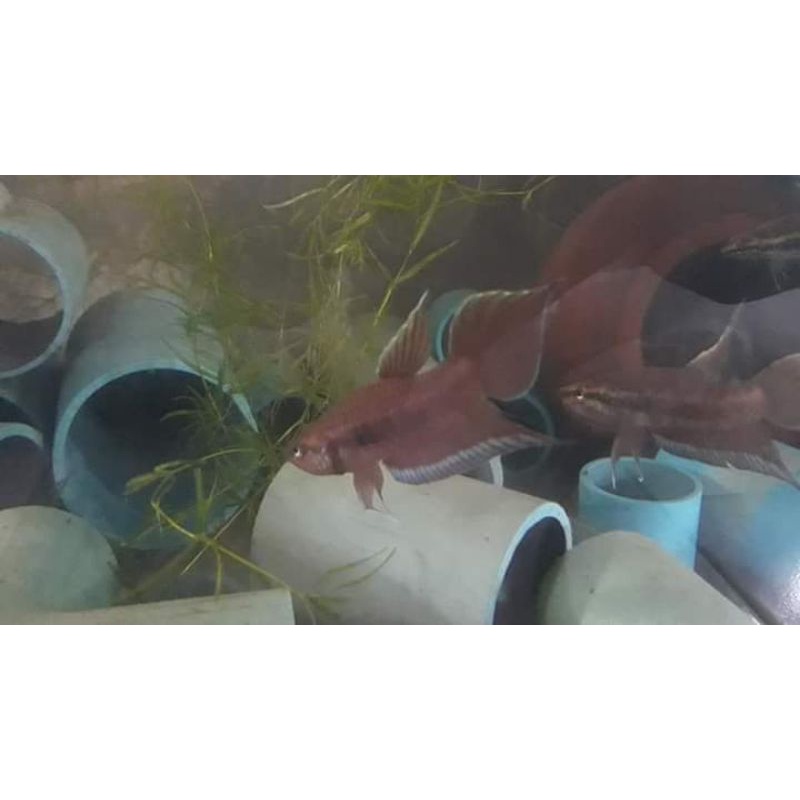 wild betta dimidiata