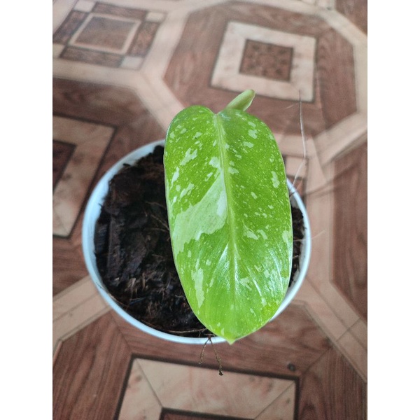 philodendron josebuono