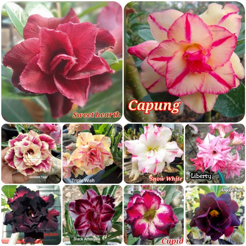Adenium bunga tumpuk size A/A+