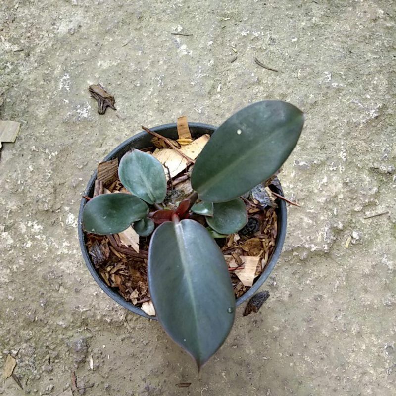 philodendron black cardinal