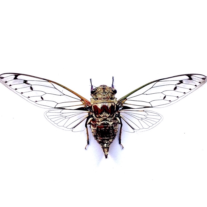 awetan serangga unik tonggeret raksasa