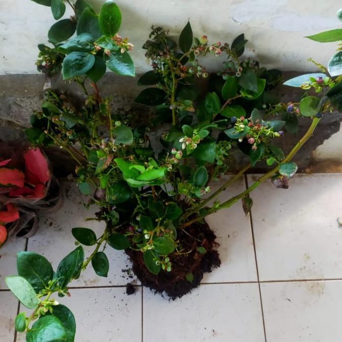Bibit pohon blueberry - pohon buah blueberry - berbuah