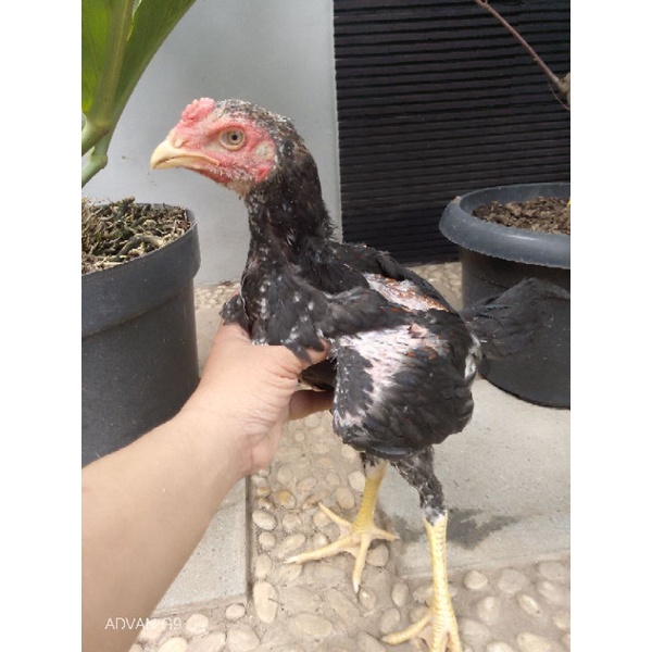 ShaKhoy Vitamin Ayam Plus Sepsang Ayam Persilangan Shamo Dengan Biang Pakhoy