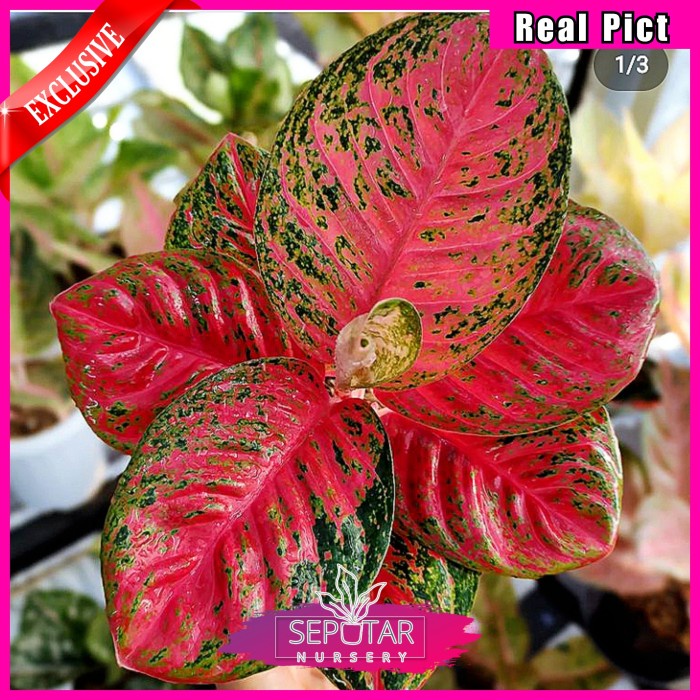 (BISA COD) aglonema wulandari - tanaman hias aglonema wulandari