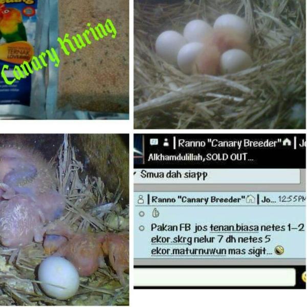 "for Breeding Lovebird" Pakan khusus ternak burung Lovebird