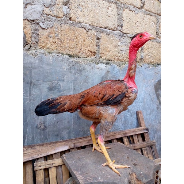 

JUAL TELUR AYAM SAIGON BULBI SISIK SATRIA SINEKTI paket4 butir