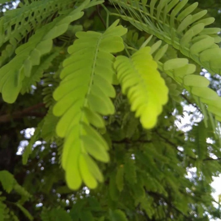 

Daun asem jawa netto 100 gram daun organik dipetik dadakan untuk obat herbal