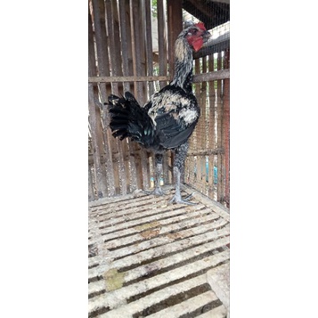 Ayam Janggar Pelung Jumbo  Asli Cianjur Umur 5 bulan Kondisi Hidup Jenis Kelamin Jantan