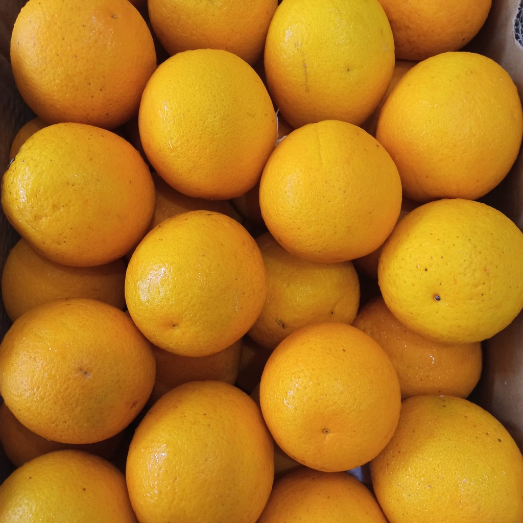 

Jeruk Sunkist Valensia Afrika