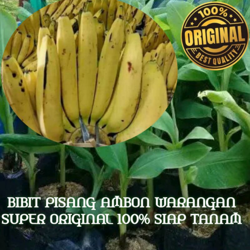 BIBIT TANAMAN PISANG AMBON WARANGAN