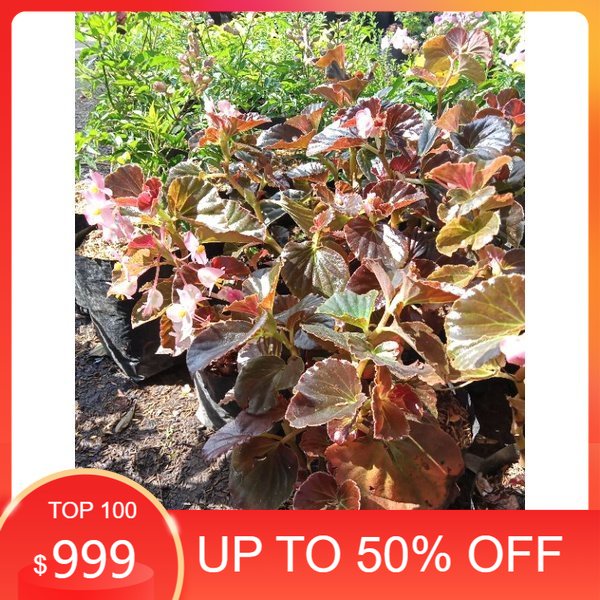 tanaman bunga begonia mawar pink/begonia murah