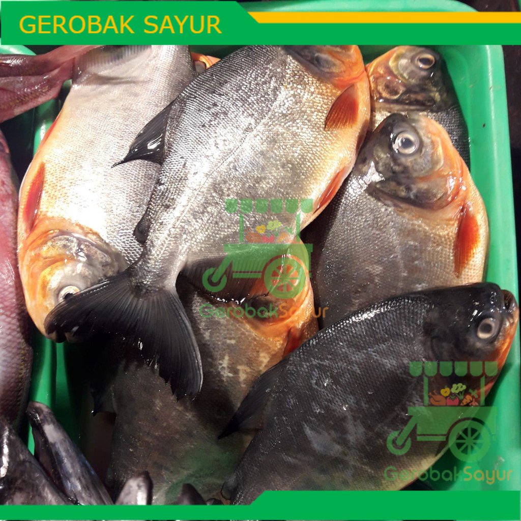 

Ikan Bawal Tawar Segar