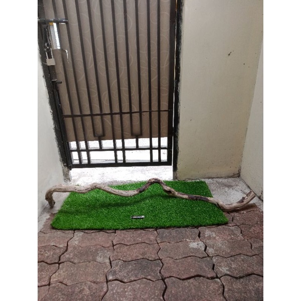 kayu santigi karang atau laut grade A177