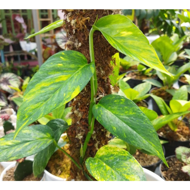 epipremnum varigata kuning