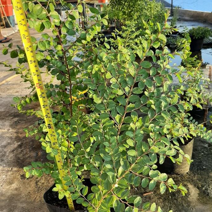 TERBARU pohon bidara arab besar