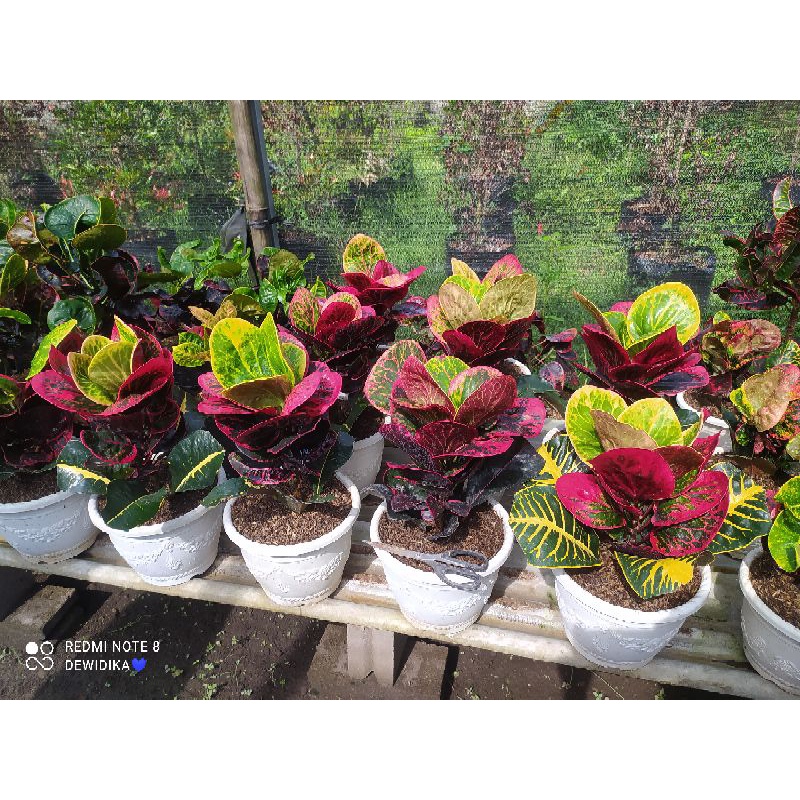 puring busarin induk