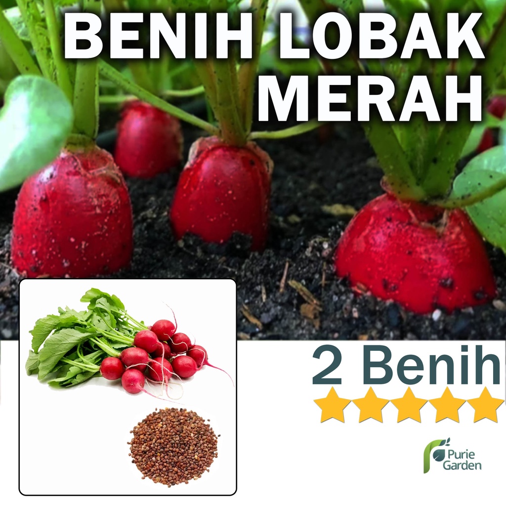 Benih Bibit Lobak Radish Merah 2 Benih Dua Ribuan PG SBY