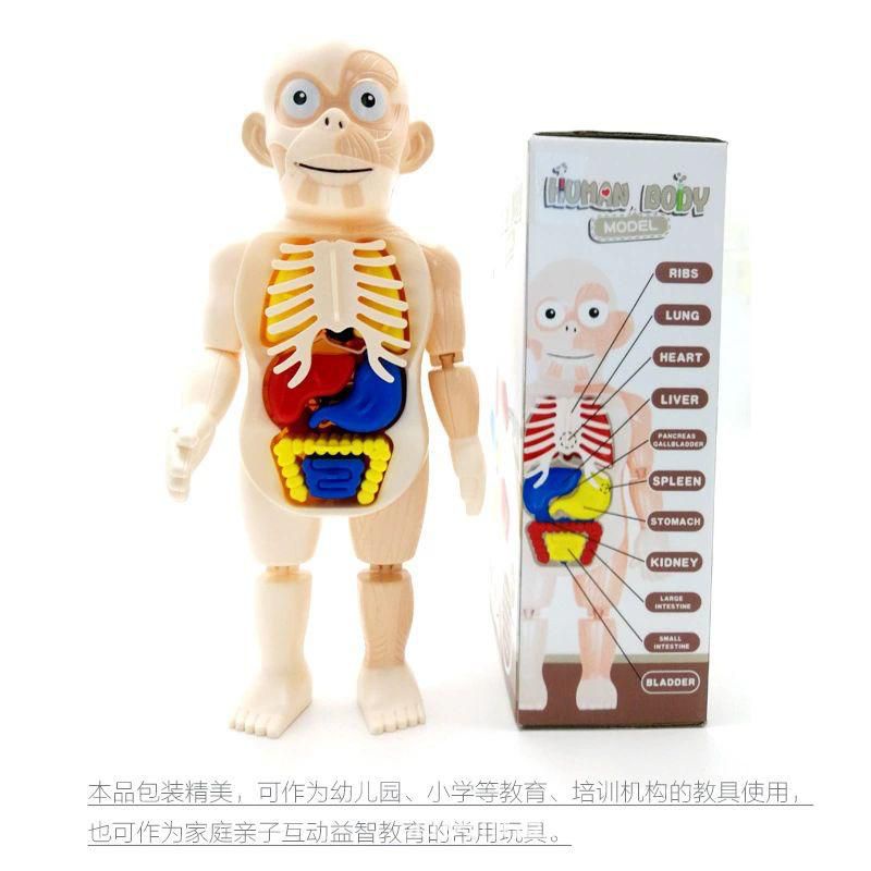 Mainan Edukasi Rakit Tubuh - Human Body