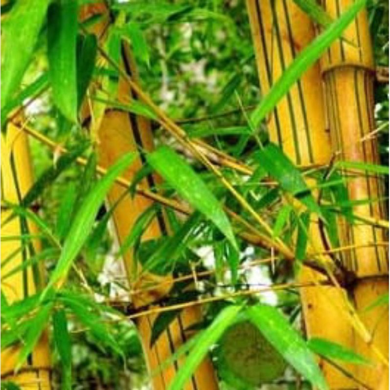 

Daun bambu kuning segar 250 gram