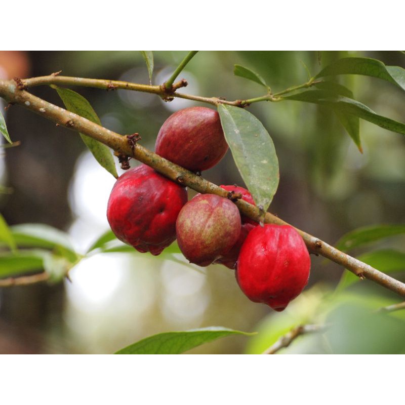 

Buah Mahkota Dewa Segar Per250 Gram Langsung Petik