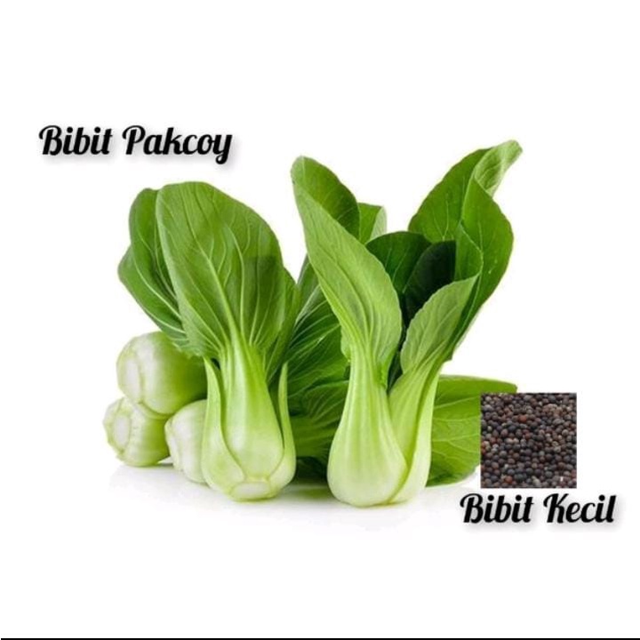 Jual Bibit Pakcoy Kemasan Kecil | Shopee Indonesia
