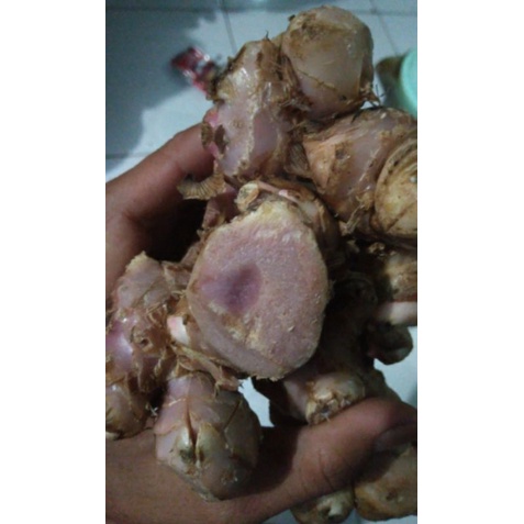 Rimpang bangle hitam panglai hitam segar 200 gram