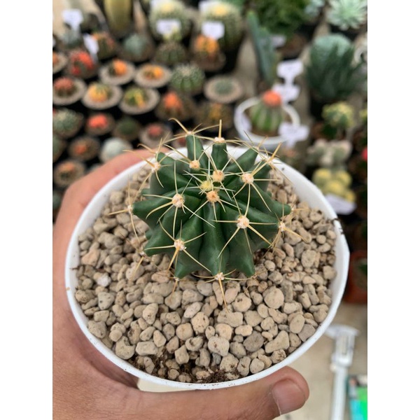 kaktus (fero seedling)