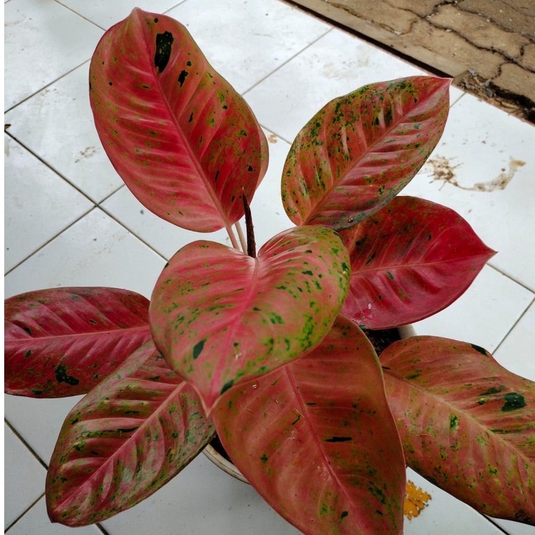 Aglonema Big roy Spesial Daun Mangkok, Aglo Mutasi Rosette | aglaonema red big roy