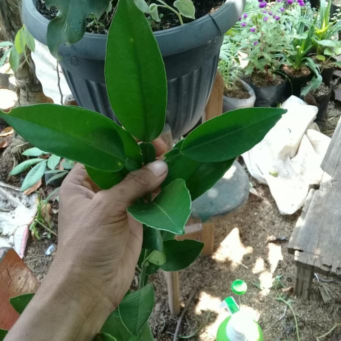 joss Bibit jeruk bali hasil okulasi viral