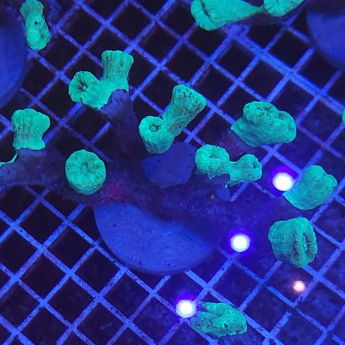 

BAYAR DITEMPAT coral karang permen ijo 01 /PERMEN LUNAK/PERMEN VIRAL/PERMEN MILO/PERMEN YUPI/PERMEN JADUL/PERMEN KARET