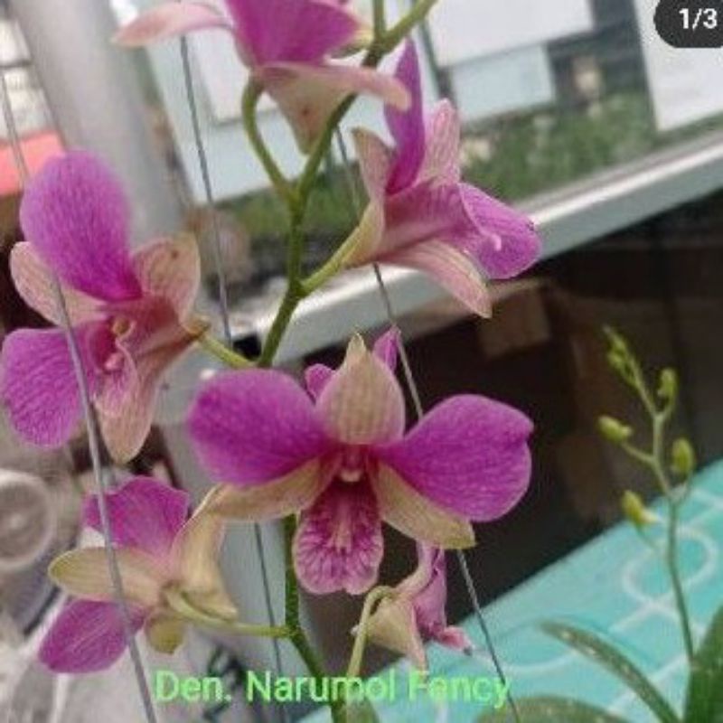 paket 20 anggrek dendrobium knop spike dewasa (berbunga warna bermacam macam) dewasa