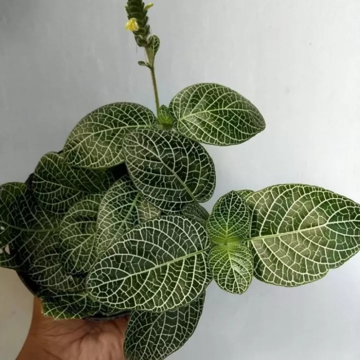 Tanaman hias episcia mutiara/tanaman episcia mutiara/pohon episcia mutiara/tanaman hias gantung