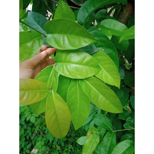 

daun salam