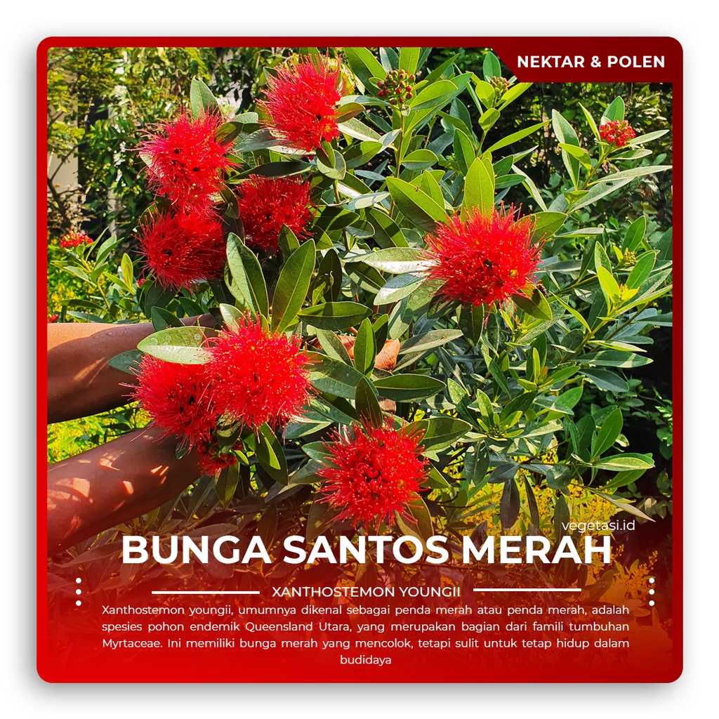 Santos Lemon Merah Pink Tinggi 40cm Up tanaman pakan lebah klanceng dan pakan lebah trigona