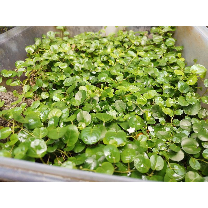 Tanaman Terrarium paludarium