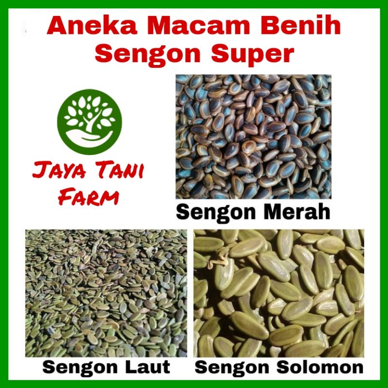 Aneka Benih Bibit Pohon Sengon Super / Benih Sayuran / Bibit Pohon Sengon / Biji Sengon / Bibit Tana
