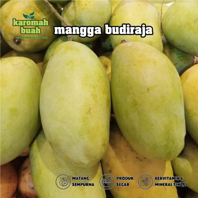 

buah mangga budiraja 1KG manis & segar