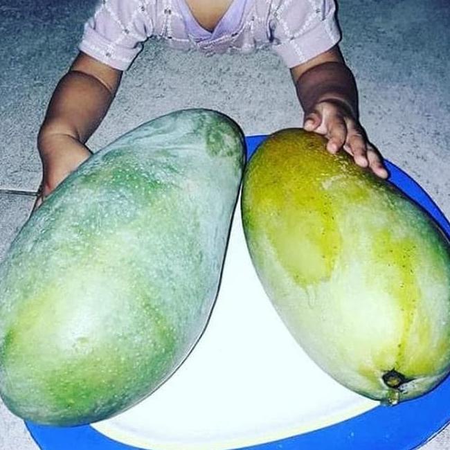 BIBIT MANGGA KIOJAY BERKUALITAS SUDAH BERBUAH BISA COD TANAMAN BUAH DALAM POLYBAG GARANSI HIDUP