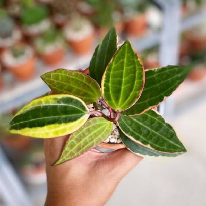 Anggrek Hoya Macrophylla Variegata