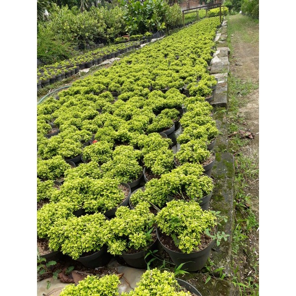 kemuning super mikro Thailand  golden