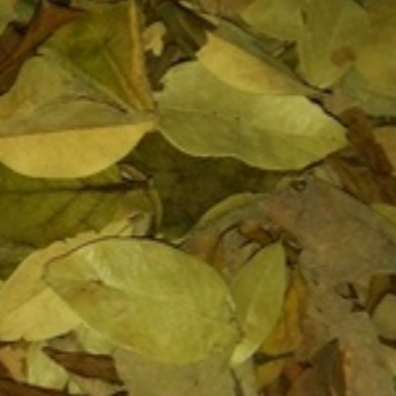 

DAUN BENALU KELOR KERING PER 500Grm