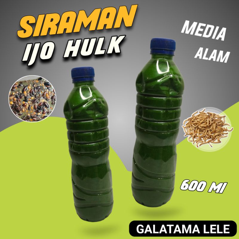 Siraman Ulat Hongkong Umpan GT Lele