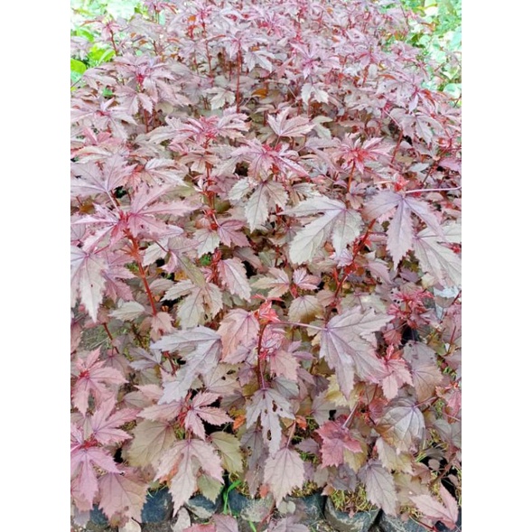 bibin bonsai red panama