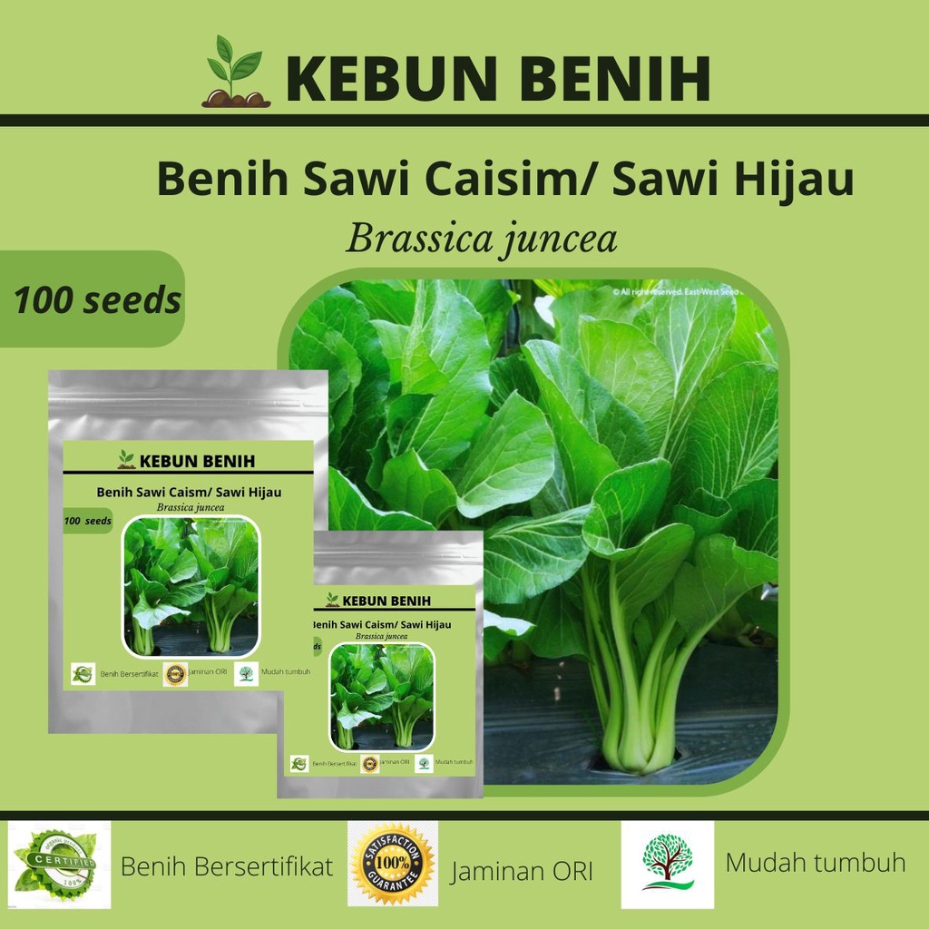 100 Benih Sawi Caisim/ Benih Sawi Pangsit/ Sawi Hijau TOSAKAN Kualitas Unggul