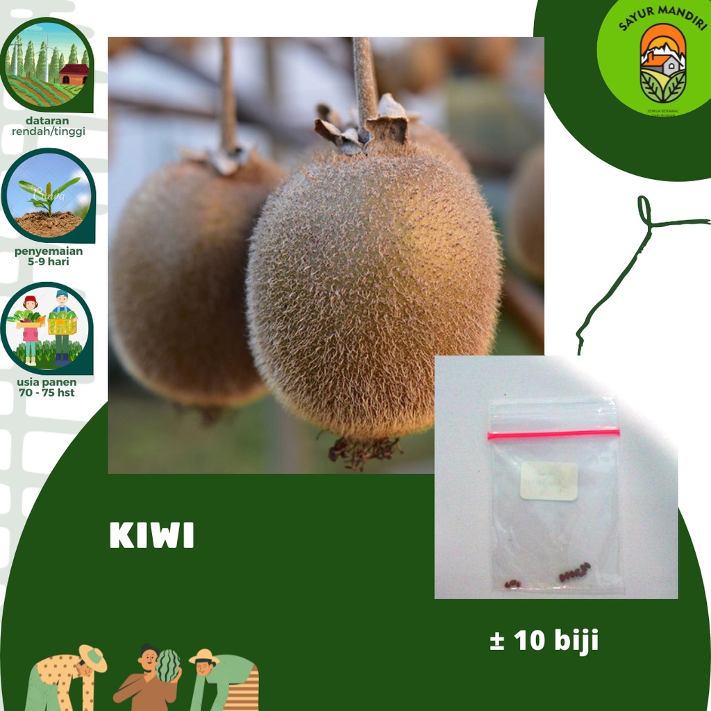 Benih Buah Kiwi Hijau Seribuan