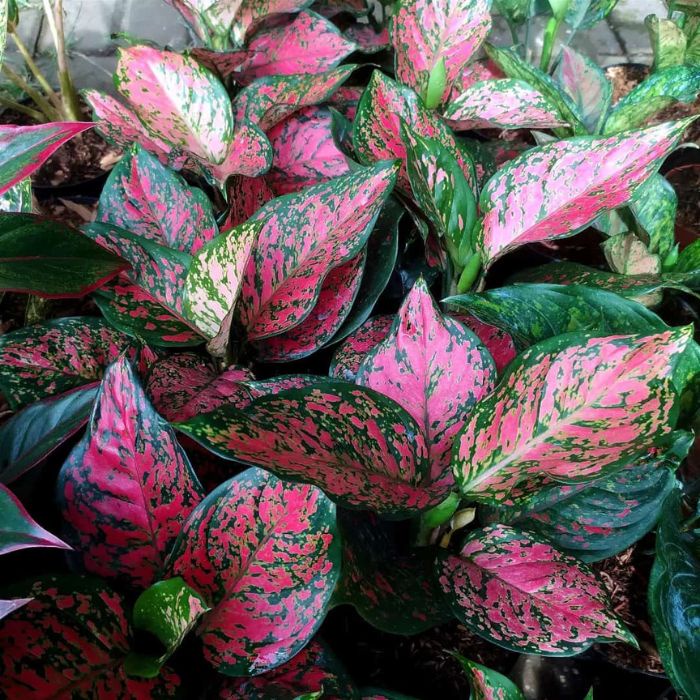 tanaman hias aglonema dud anjamani/aglonema dud anjamani