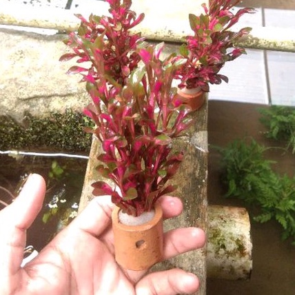 tanaman tricolour red per pot