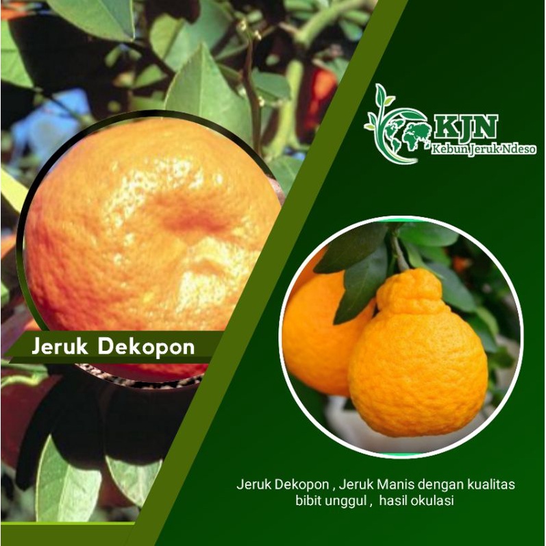 Bibit Jeruk Dekopon Okulasi