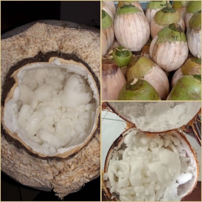 

Kopyor Genjah Asli PATI Rasakan bedanya!!