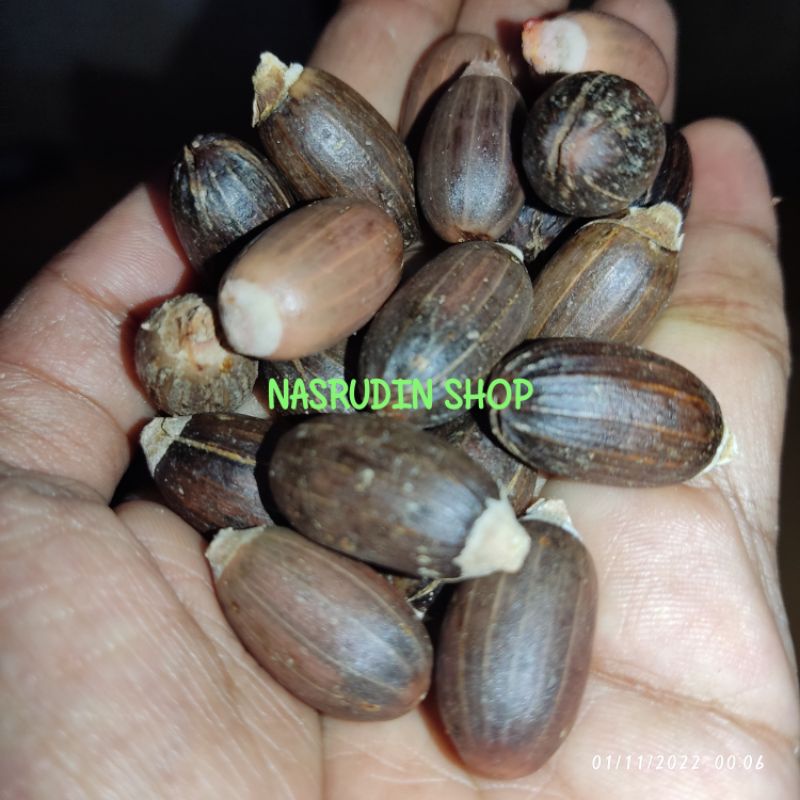 

[Fresh] BIBIT BIJI MELINJO SUPER BIBIT MELINJO AMBON BIBIT MELINJO BESAR